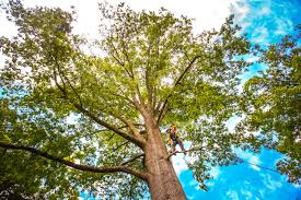 Leaf Removal in Priceville, AL