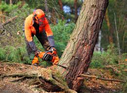 Best Root Management and Removal  in Priceville, AL