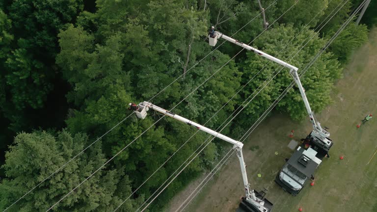 How Our Tree Care Process Works  in  Priceville, AL